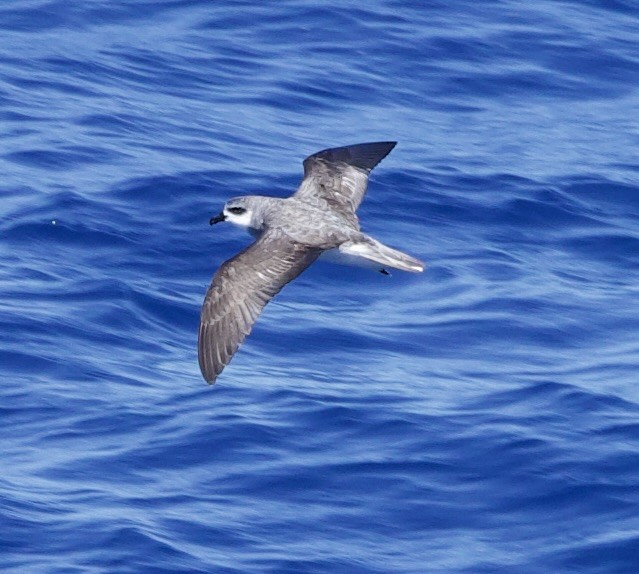 Black-winged Petrel - ML633021679