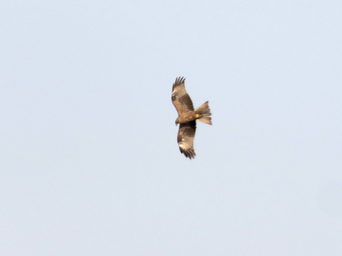 Black Kite (Yellow-billed) - ML633021703