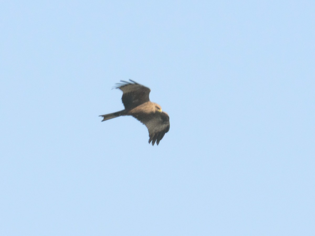 Black Kite (Yellow-billed) - ML633021707