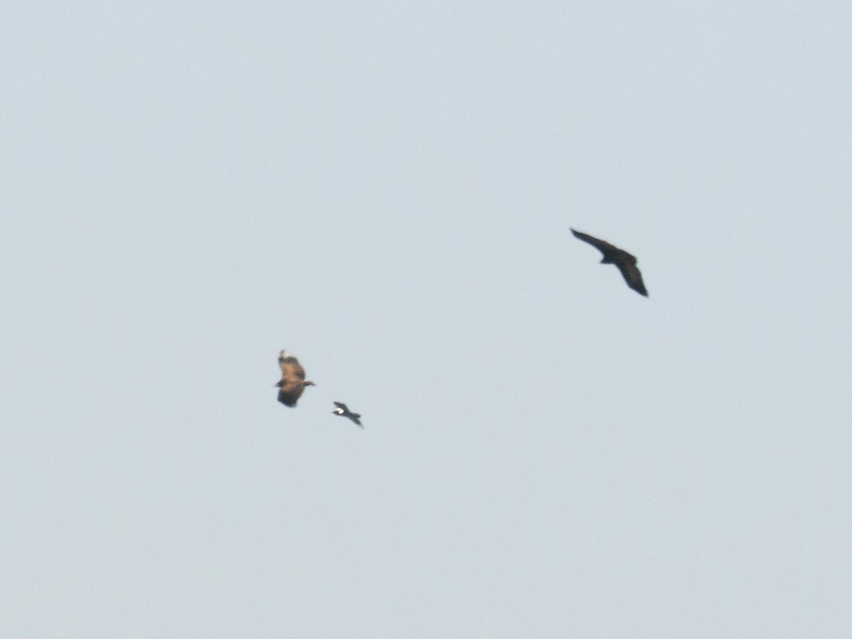 Pied Crow - ML633021736