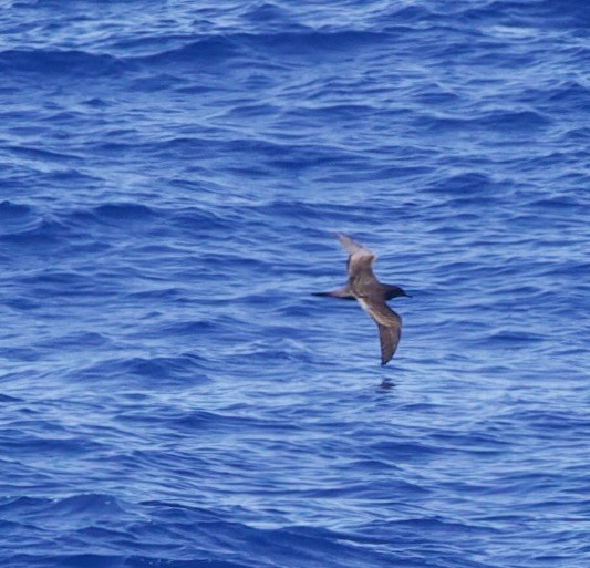 長尾水薙鳥 - ML633021741