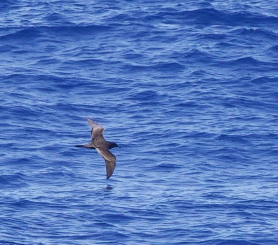 長尾水薙鳥 - ML633021742