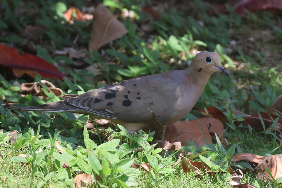 Mourning Dove - ML633021748