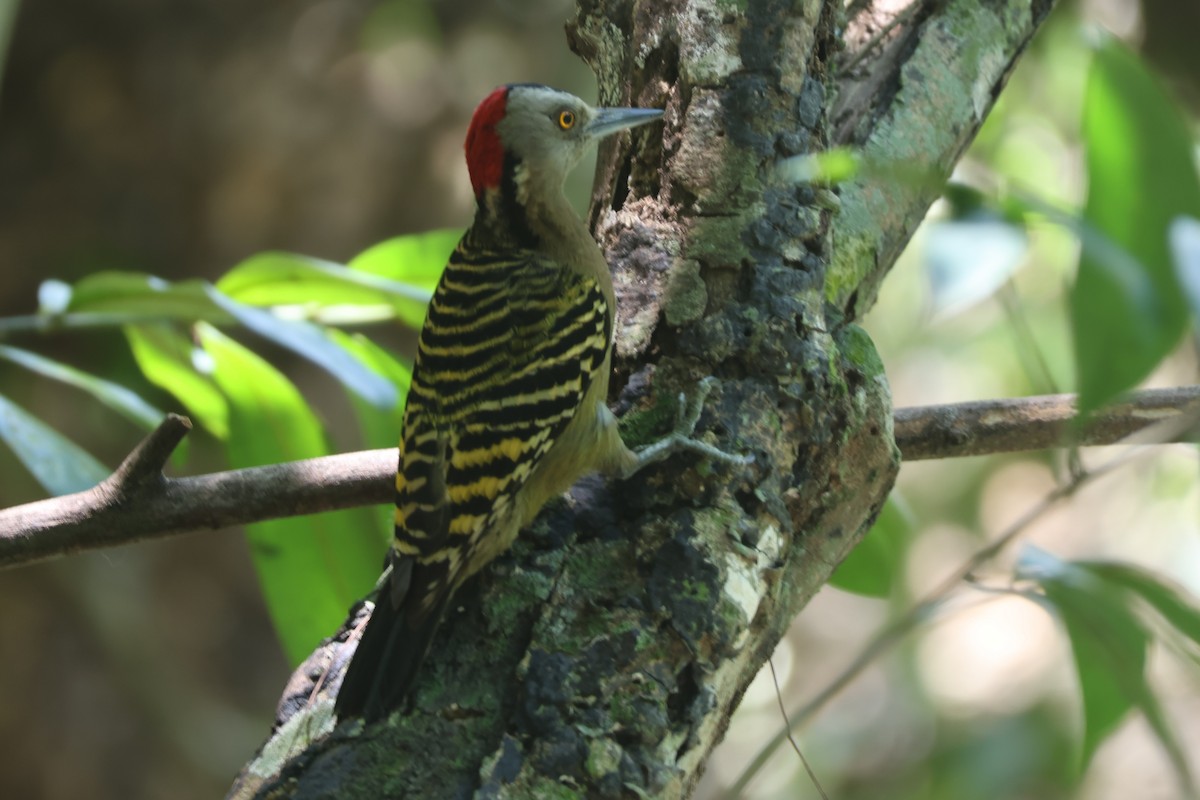 Hispaniolan Woodpecker - ML633021791