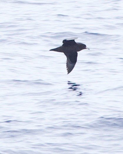 Parkinson's Petrel - ML633021810
