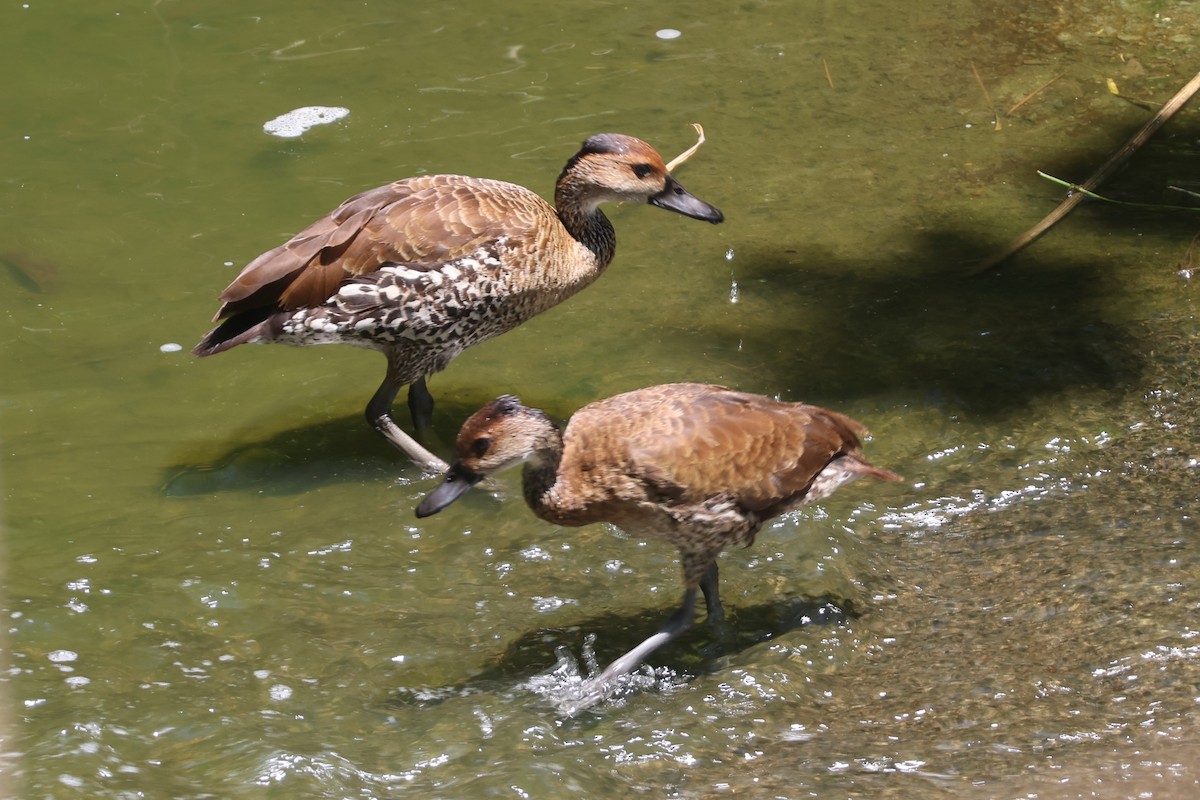 West Indian Whistling-Duck - ML633021870