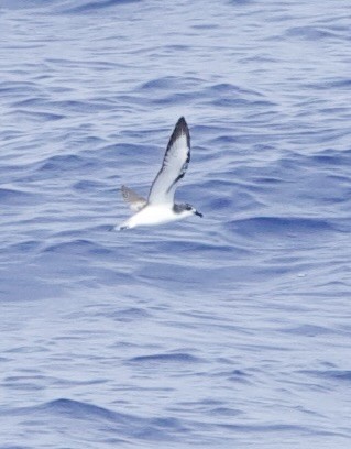 Cook's Petrel - ML633021878