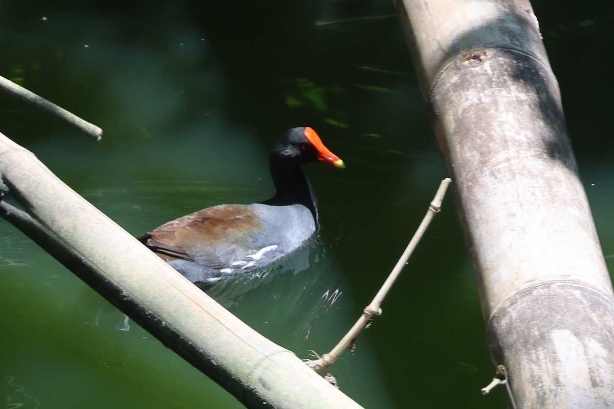 Common Gallinule - ML633021914