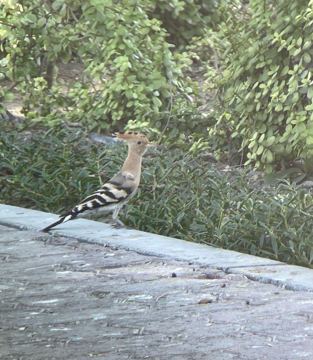 Eurasian Hoopoe - ML633021962