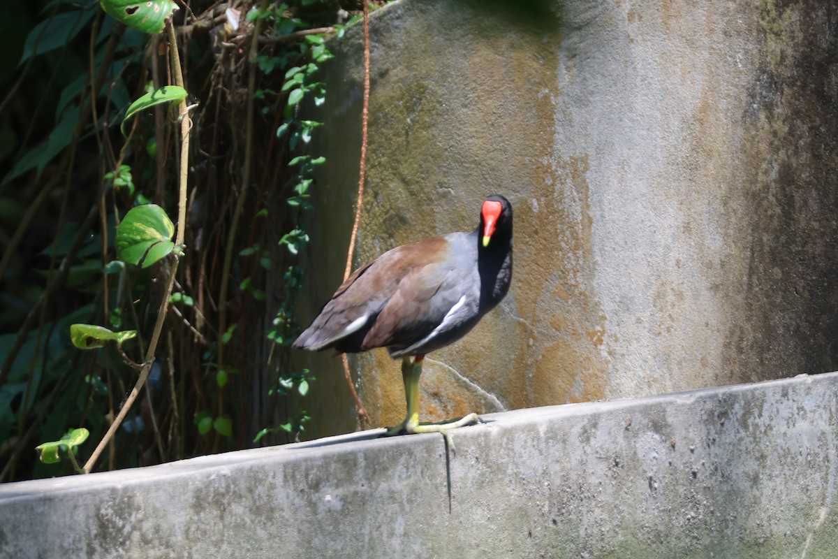 Common Gallinule - ML633021990
