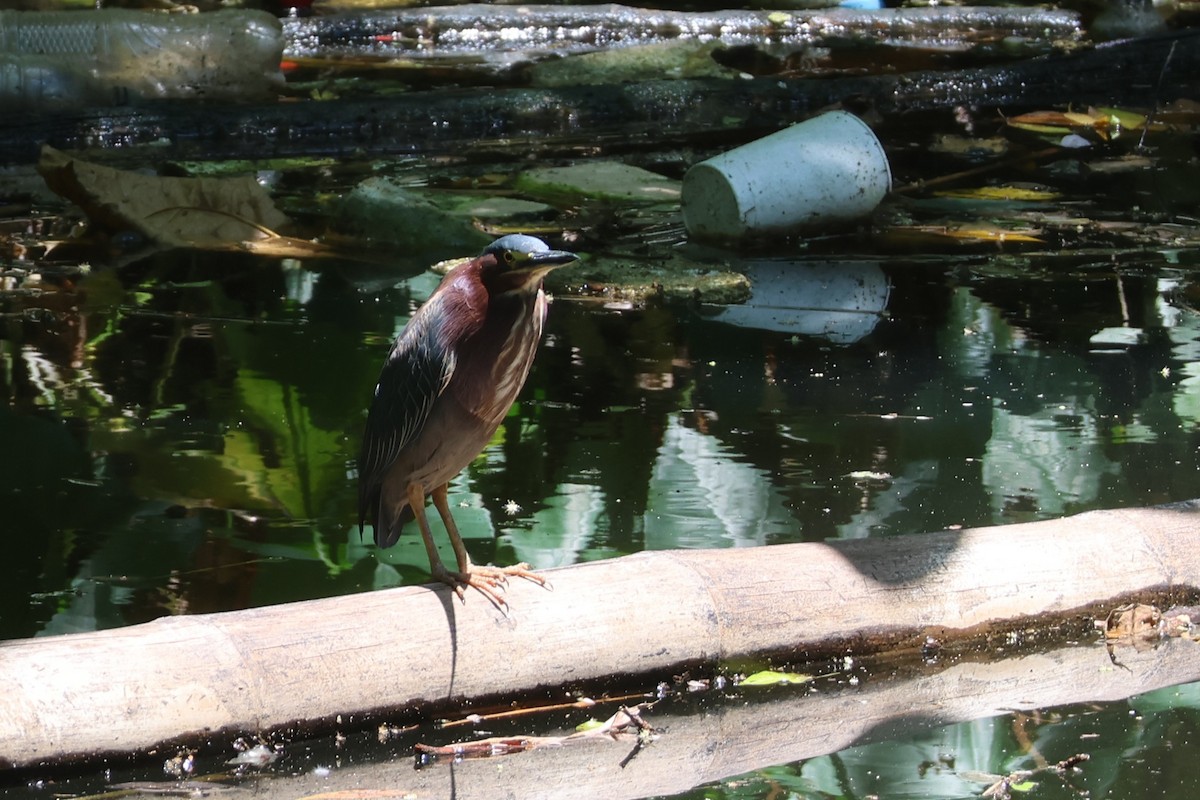 Green Heron - ML633022036