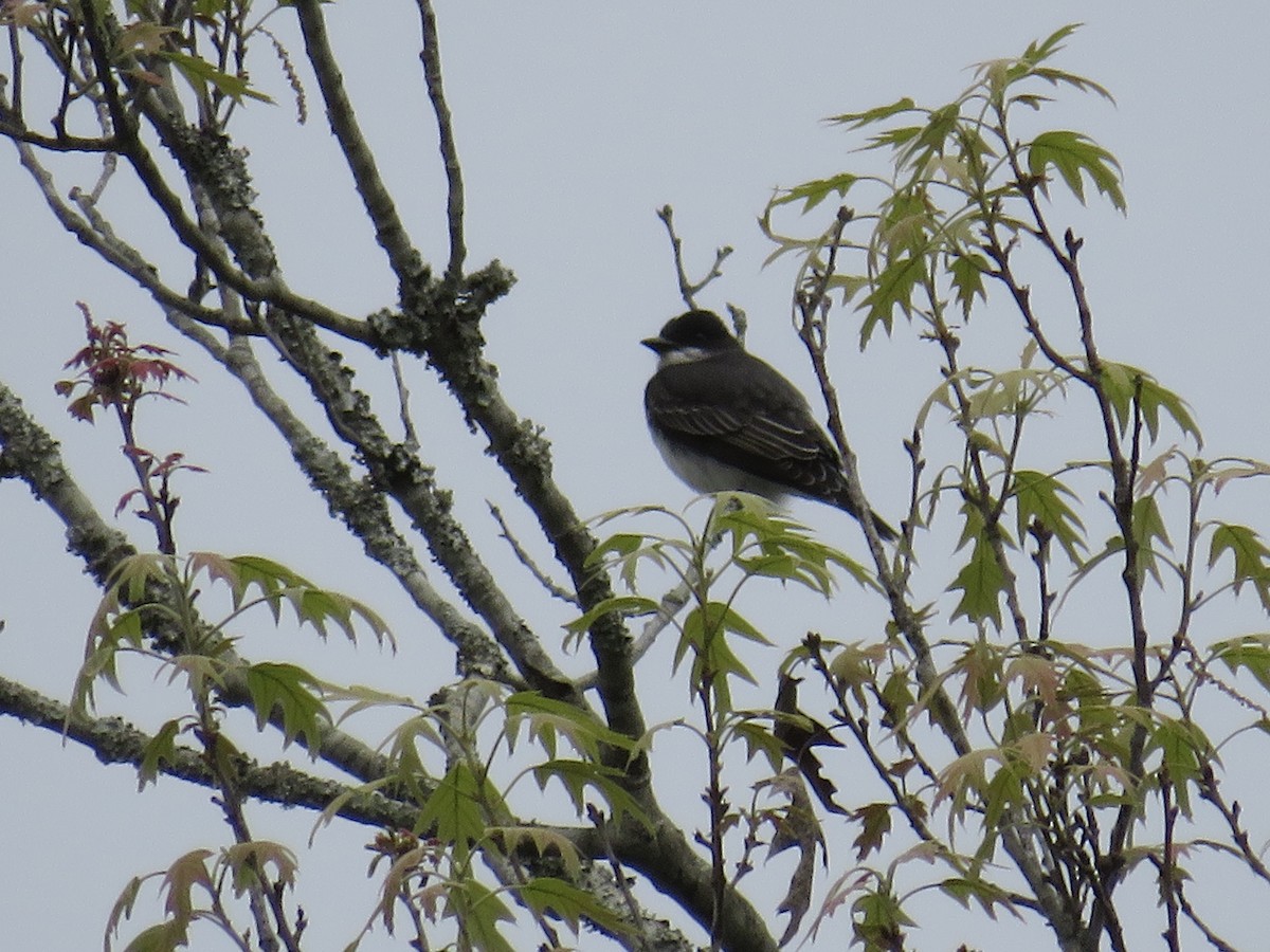 Eastern Kingbird - ML633022045