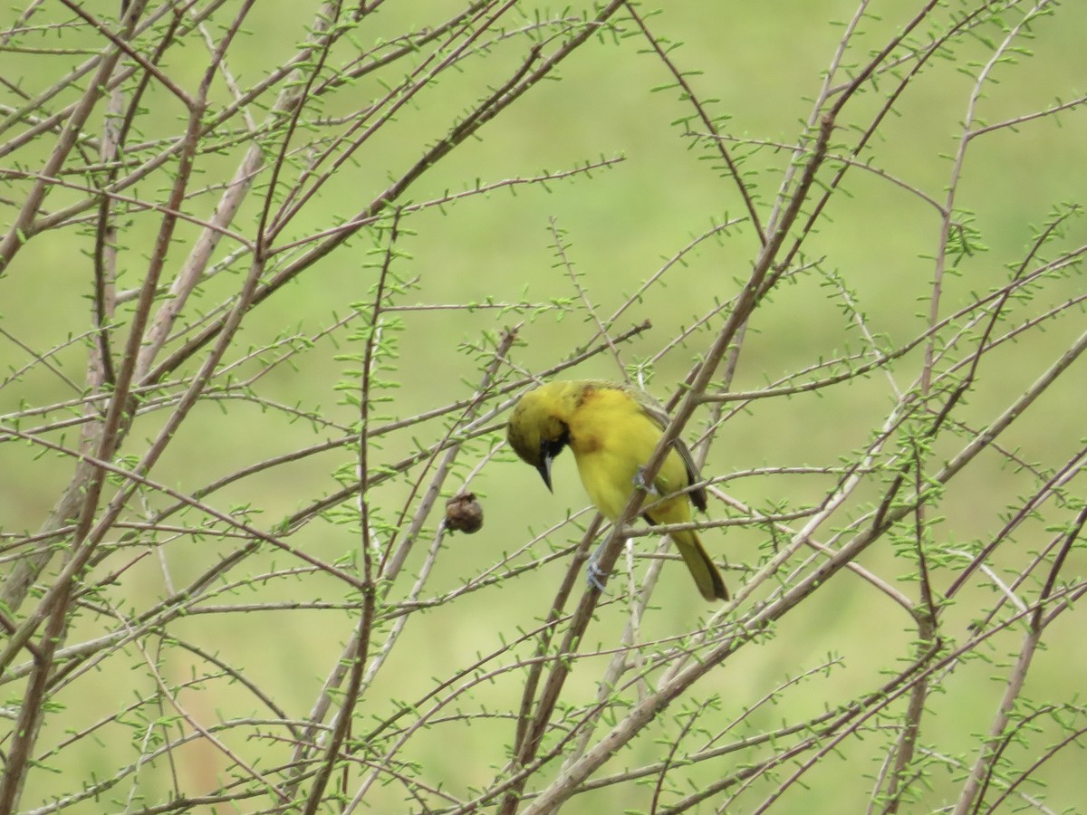 Orchard Oriole - ML633022071