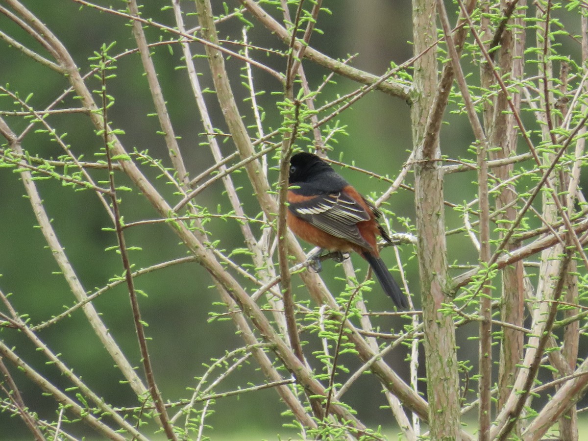 Orchard Oriole - ML633022072