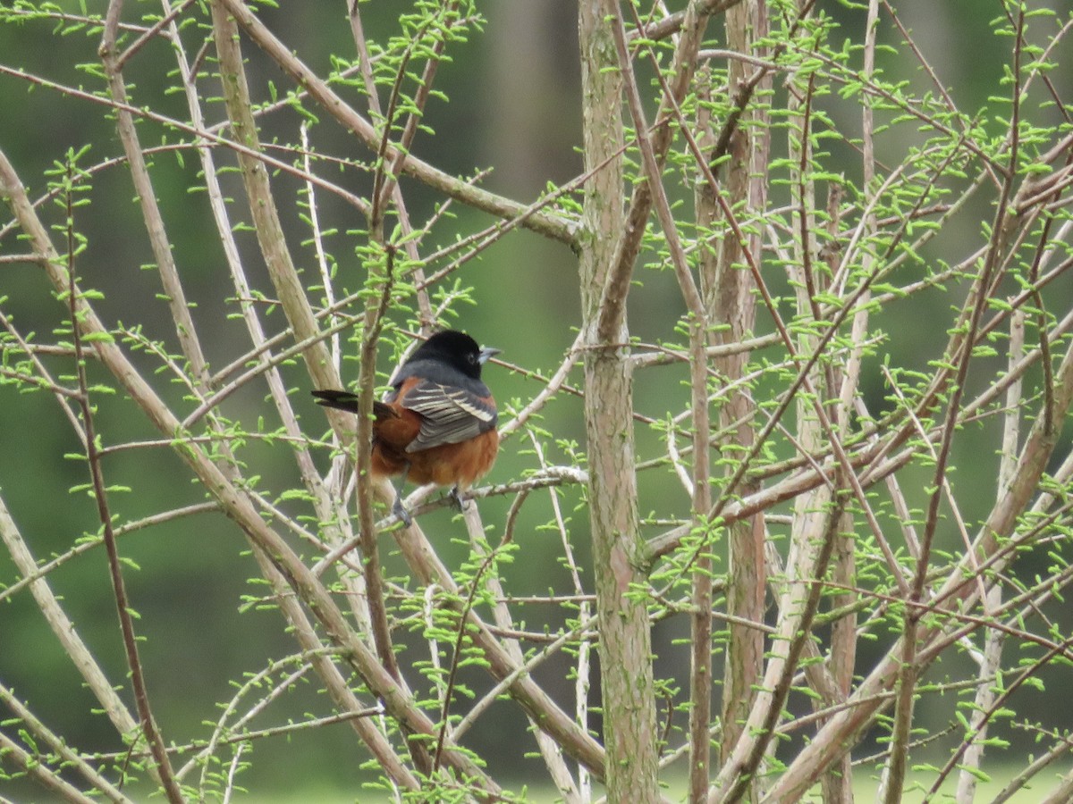 Orchard Oriole - ML633022073