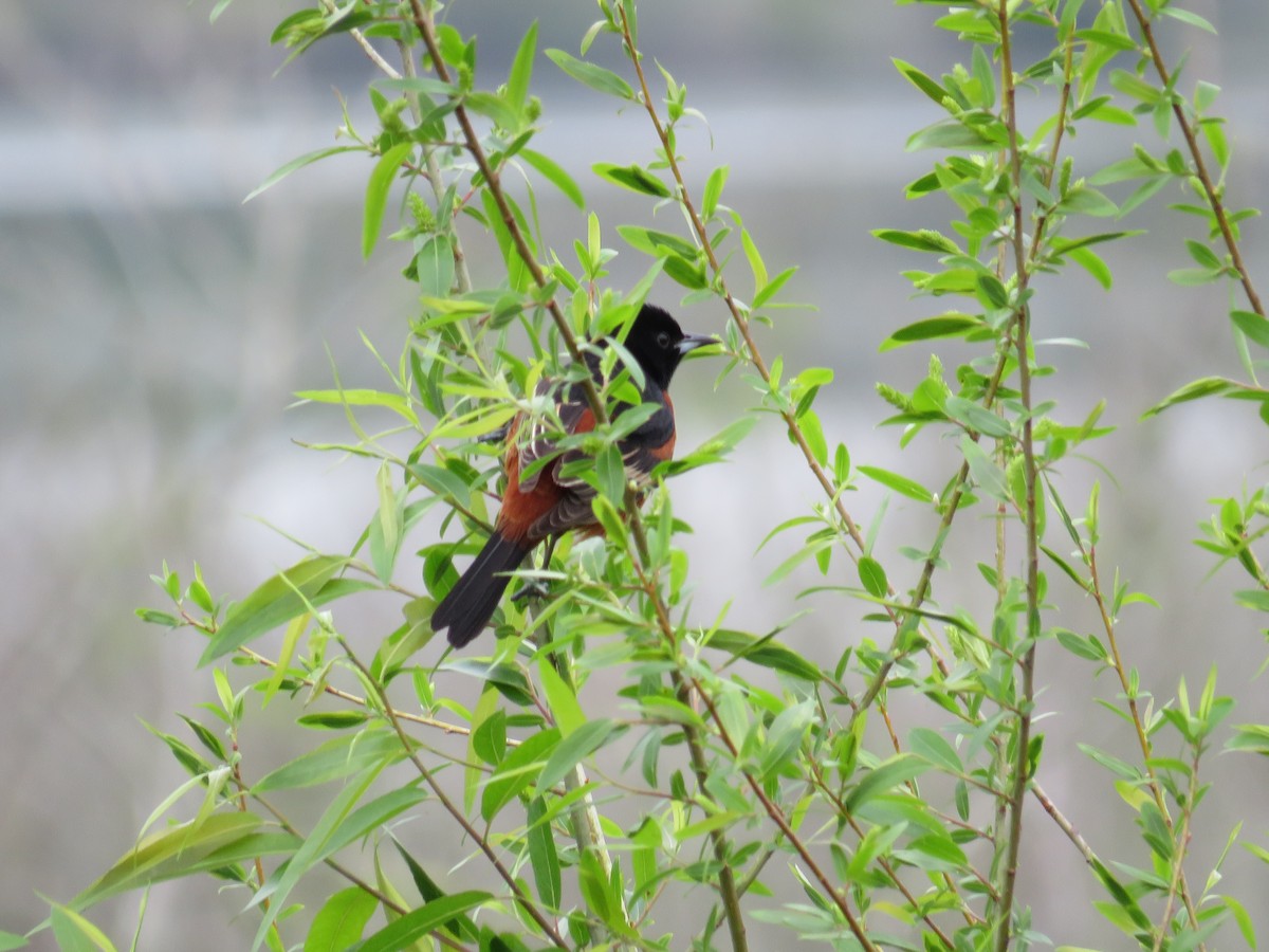 Orchard Oriole - ML633022074