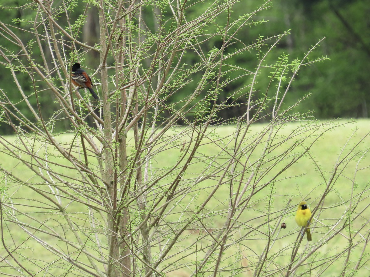 Orchard Oriole - ML633022075