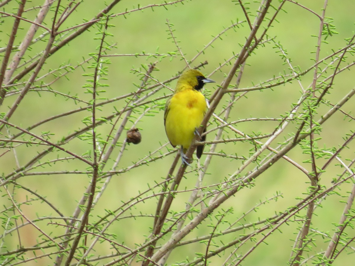 Orchard Oriole - ML633022076