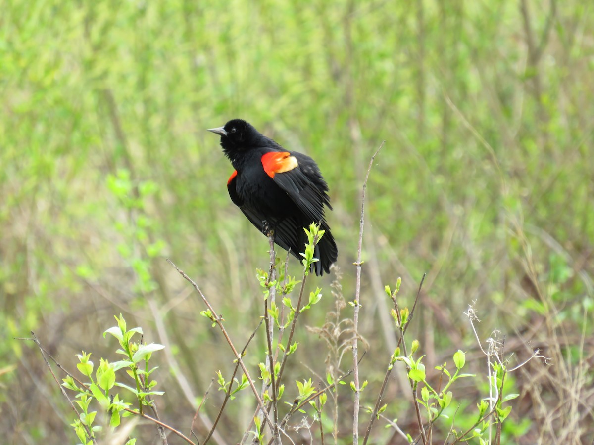 Red-winged Blackbird - ML633022093