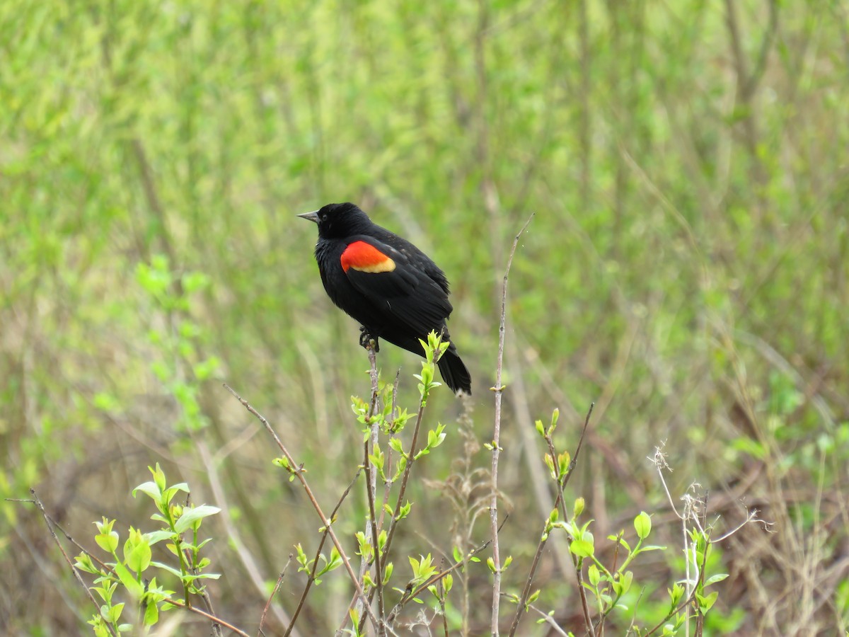 Red-winged Blackbird - ML633022094