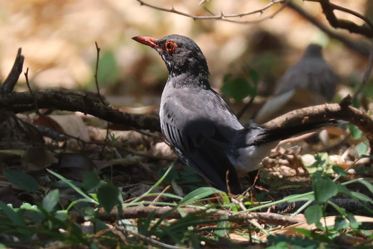 Eastern Red-legged Thrush - ML633022151