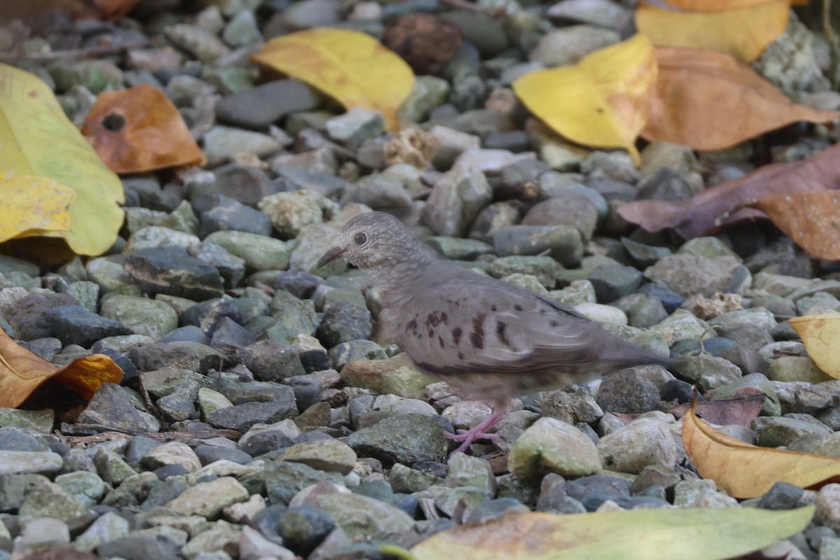 Common Ground Dove - ML633022272