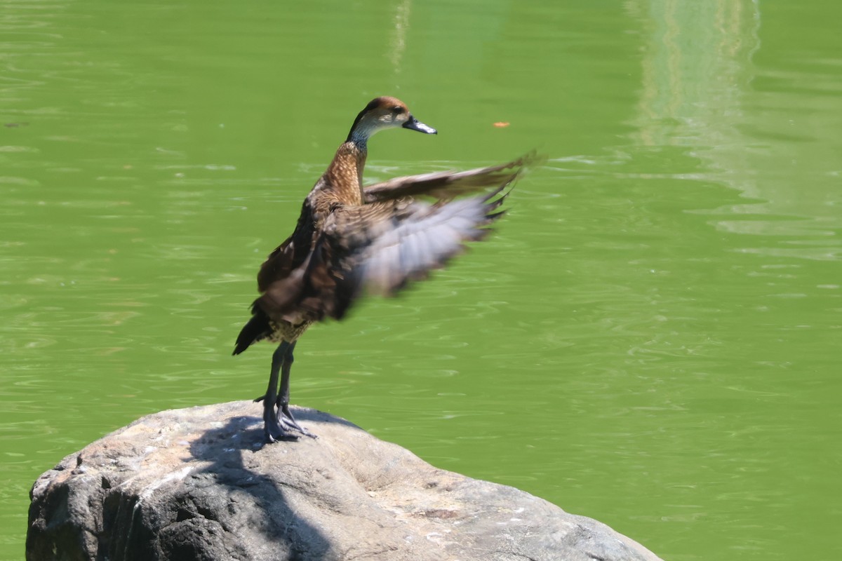 West Indian Whistling-Duck - ML633022325