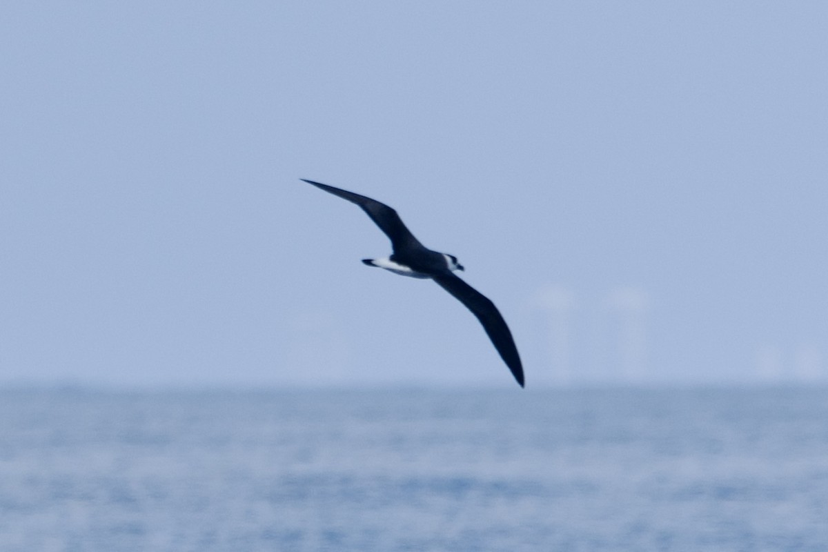Black-capped Petrel - ML633022413