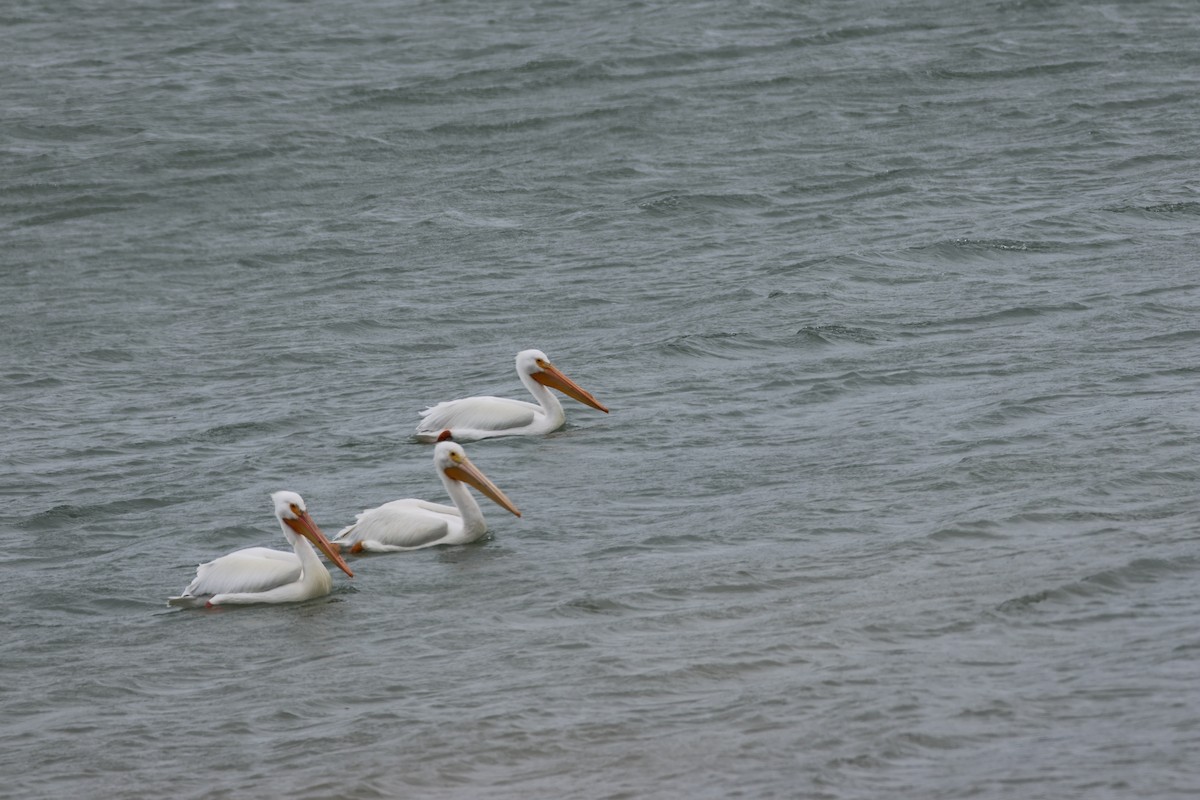 Amerika Pelikanı - ML633022518