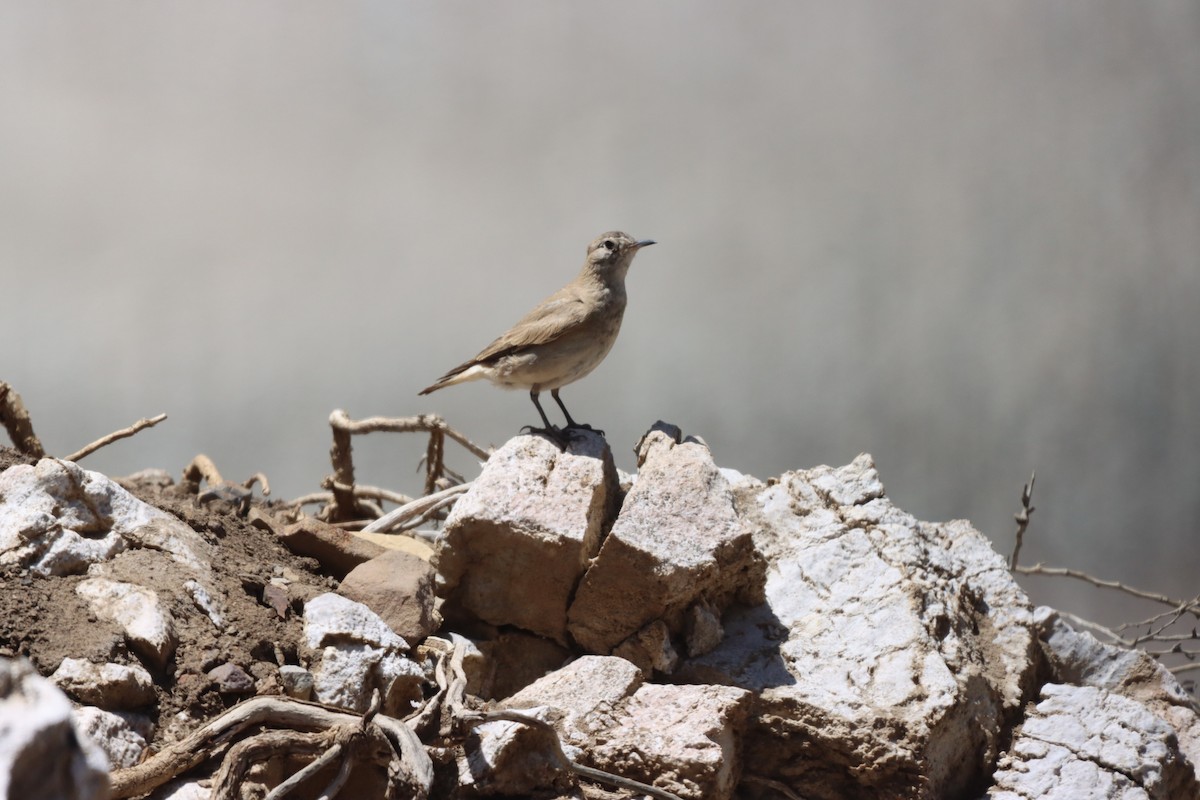 Creamy-rumped Miner - ML633022550