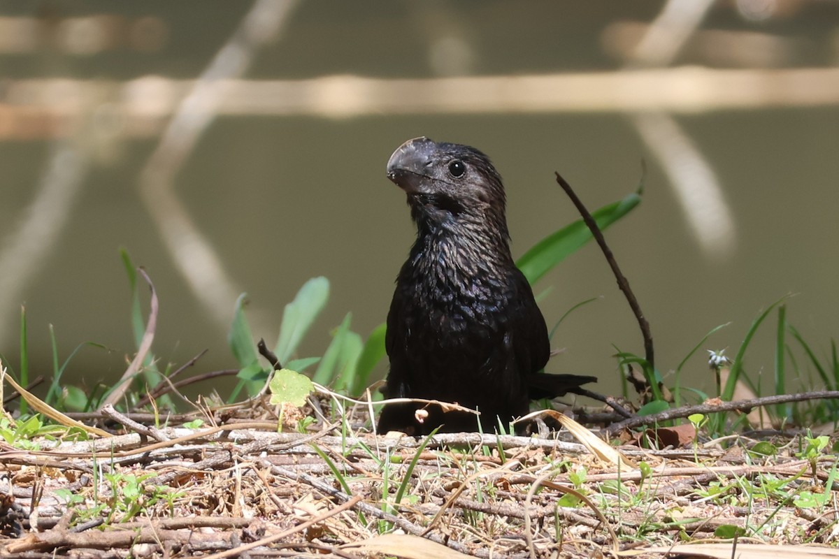 Smooth-billed Ani - ML633022554