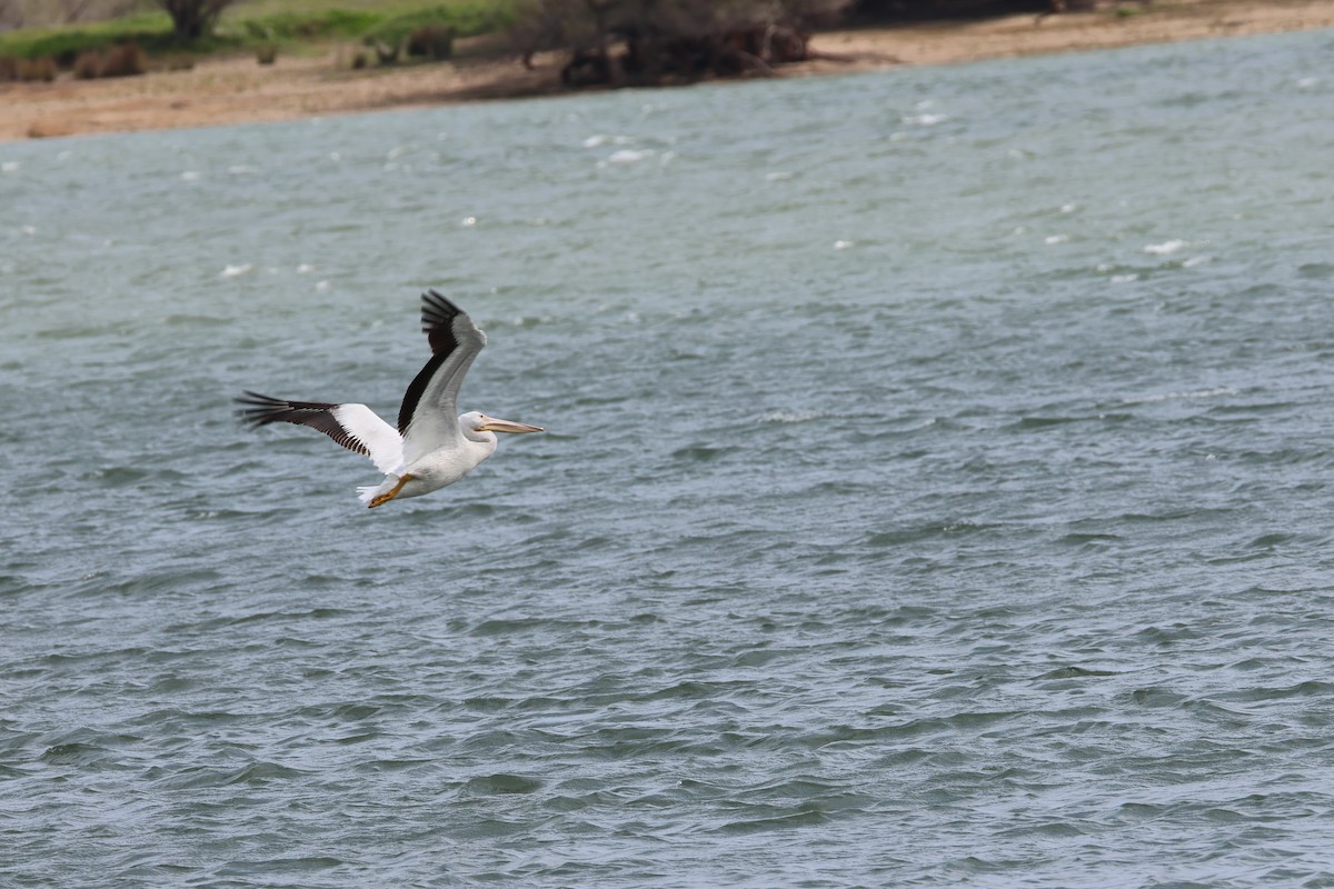 Amerika Pelikanı - ML633022556