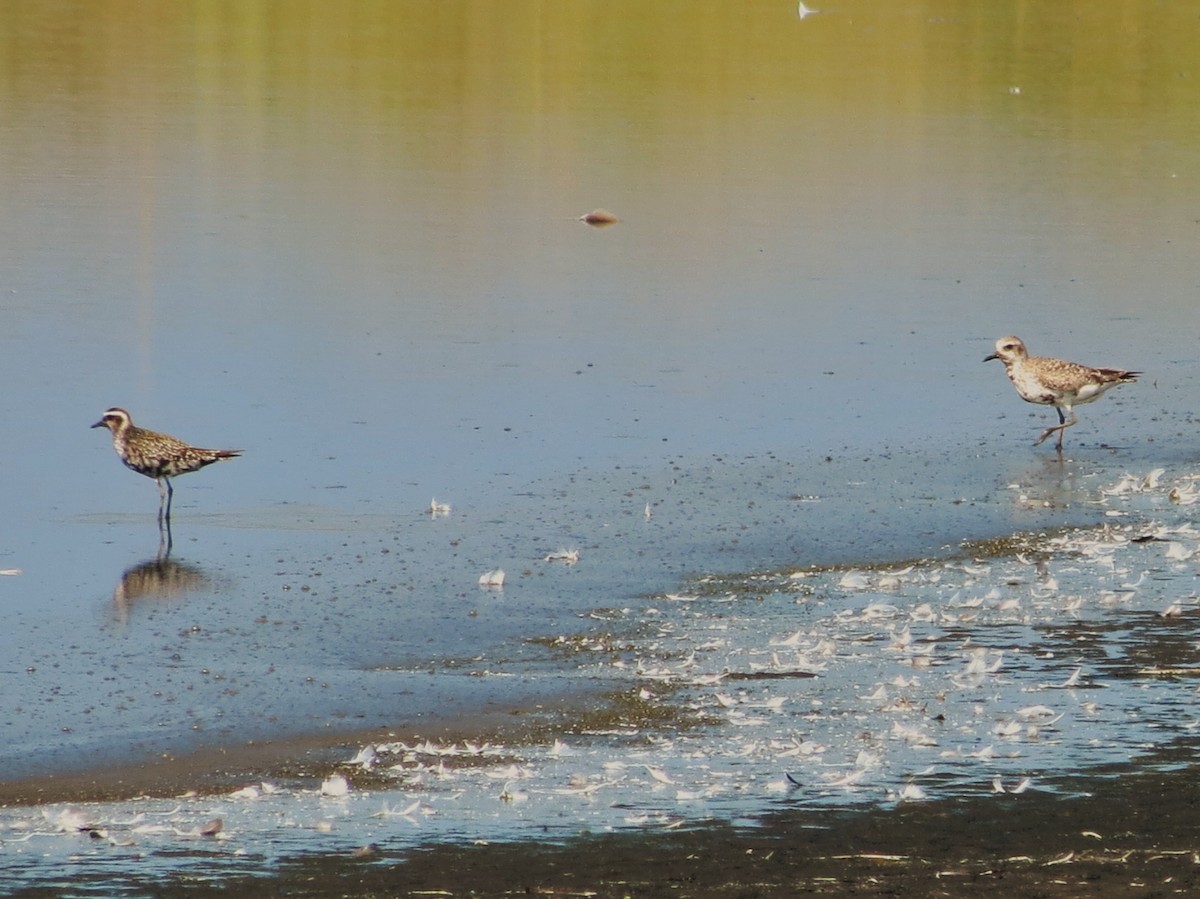American Golden-Plover - ML633022567