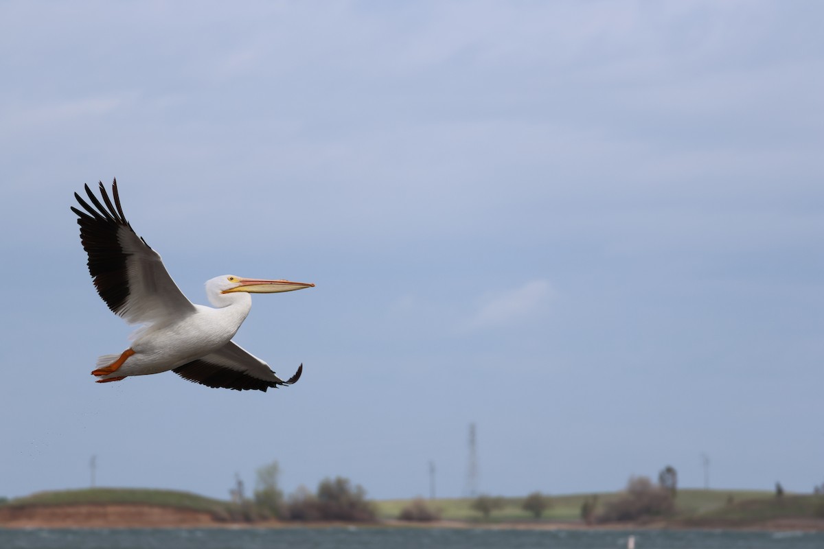 Amerika Pelikanı - ML633022573