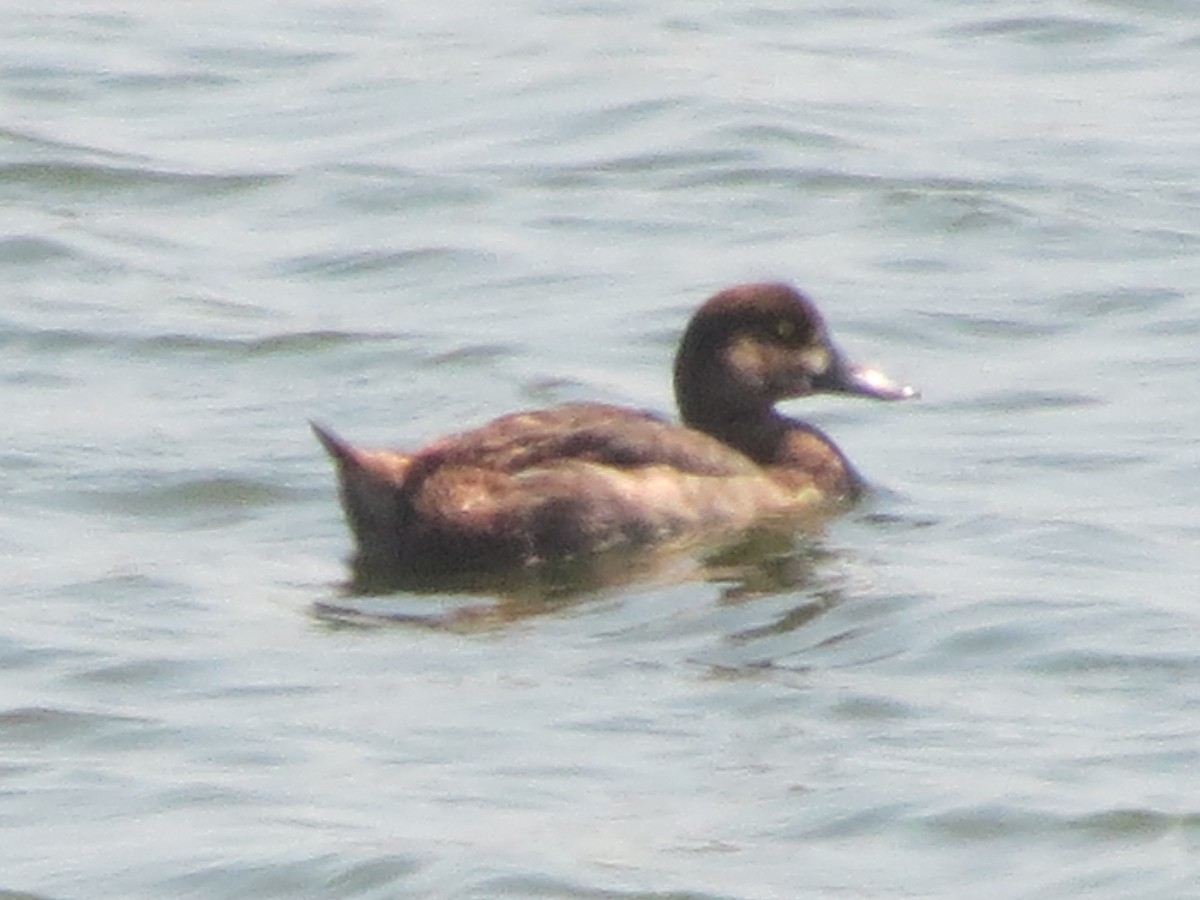 Lesser Scaup - ML633022576