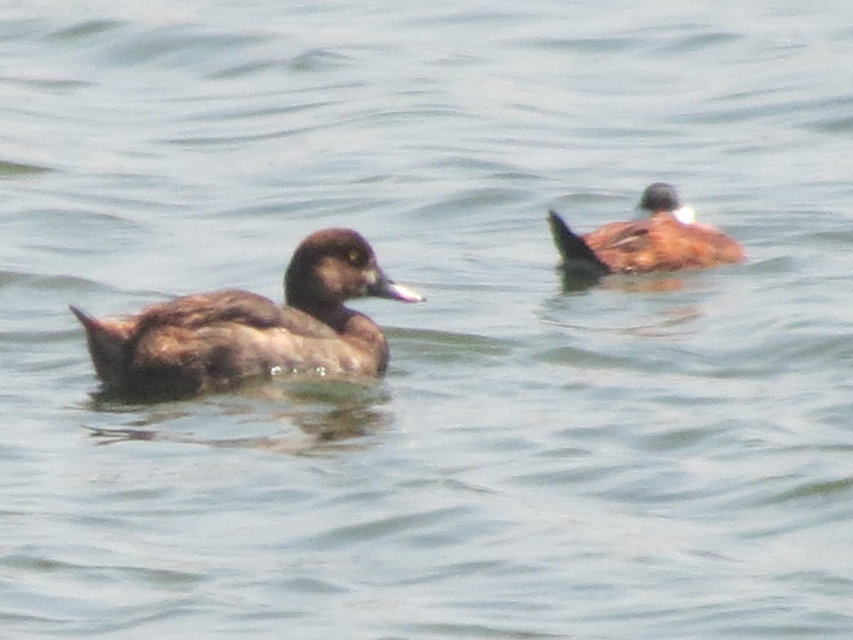 Lesser Scaup - ML633022577