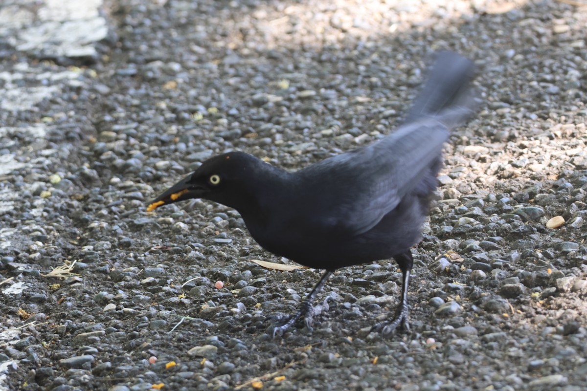 Greater Antillean Grackle - ML633022591