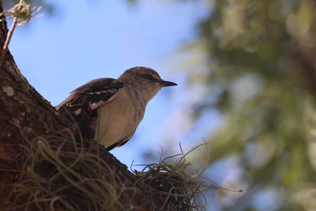 Northern Mockingbird - ML633022596