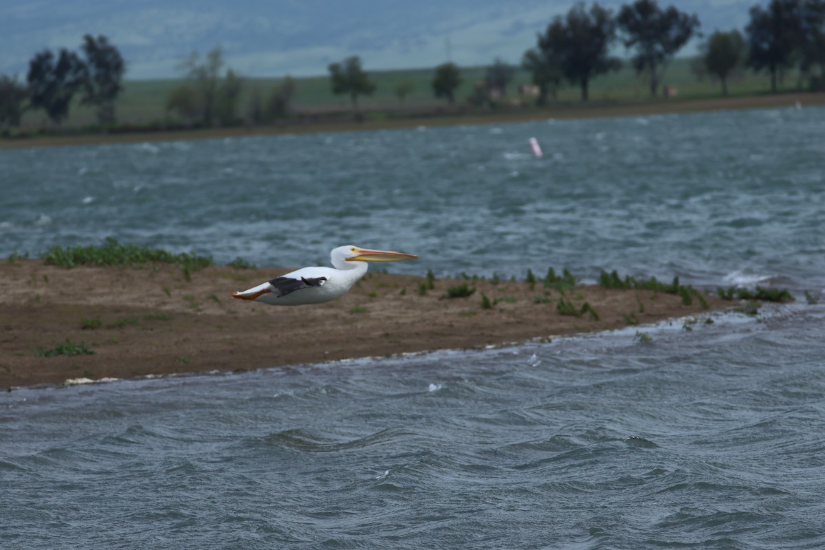 Amerika Pelikanı - ML633022636