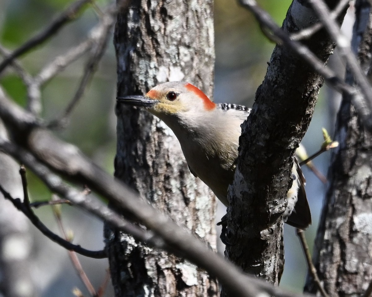 Red-bellied Woodpecker - ML633022771