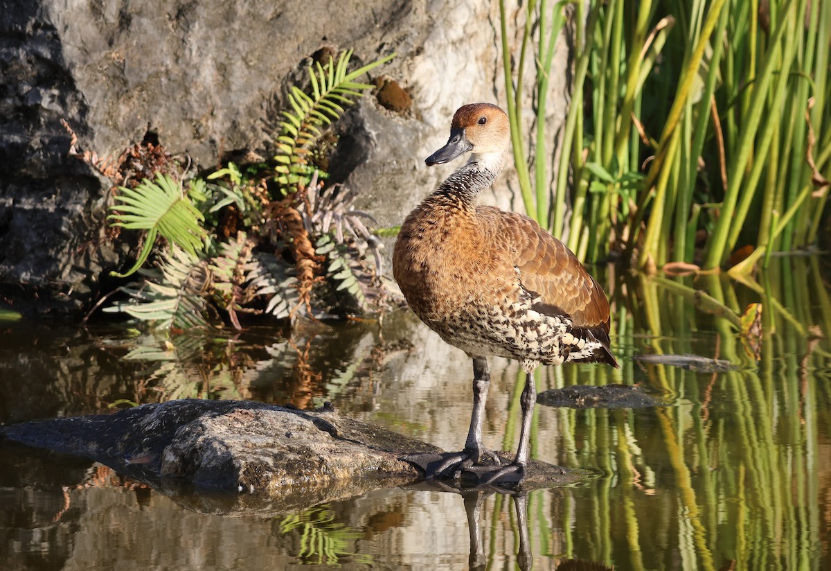 West Indian Whistling-Duck - ML633022880