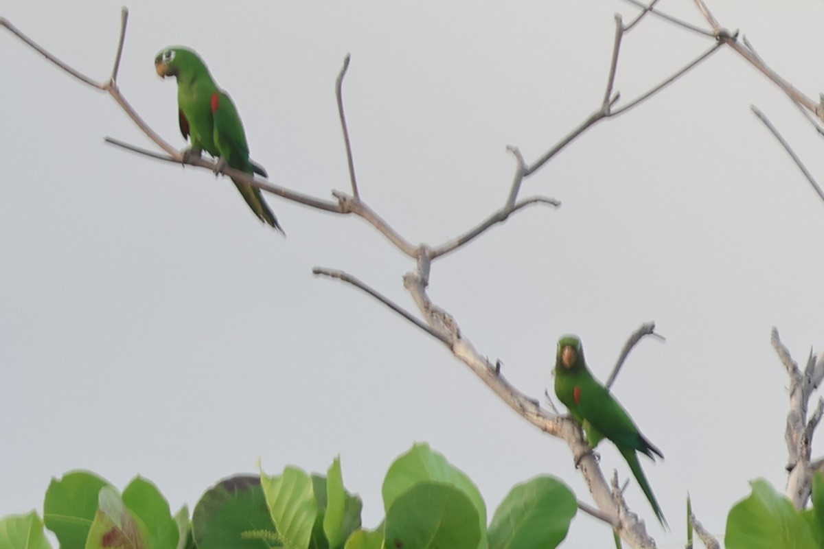 Hispaniolan Parakeet - ML633022902