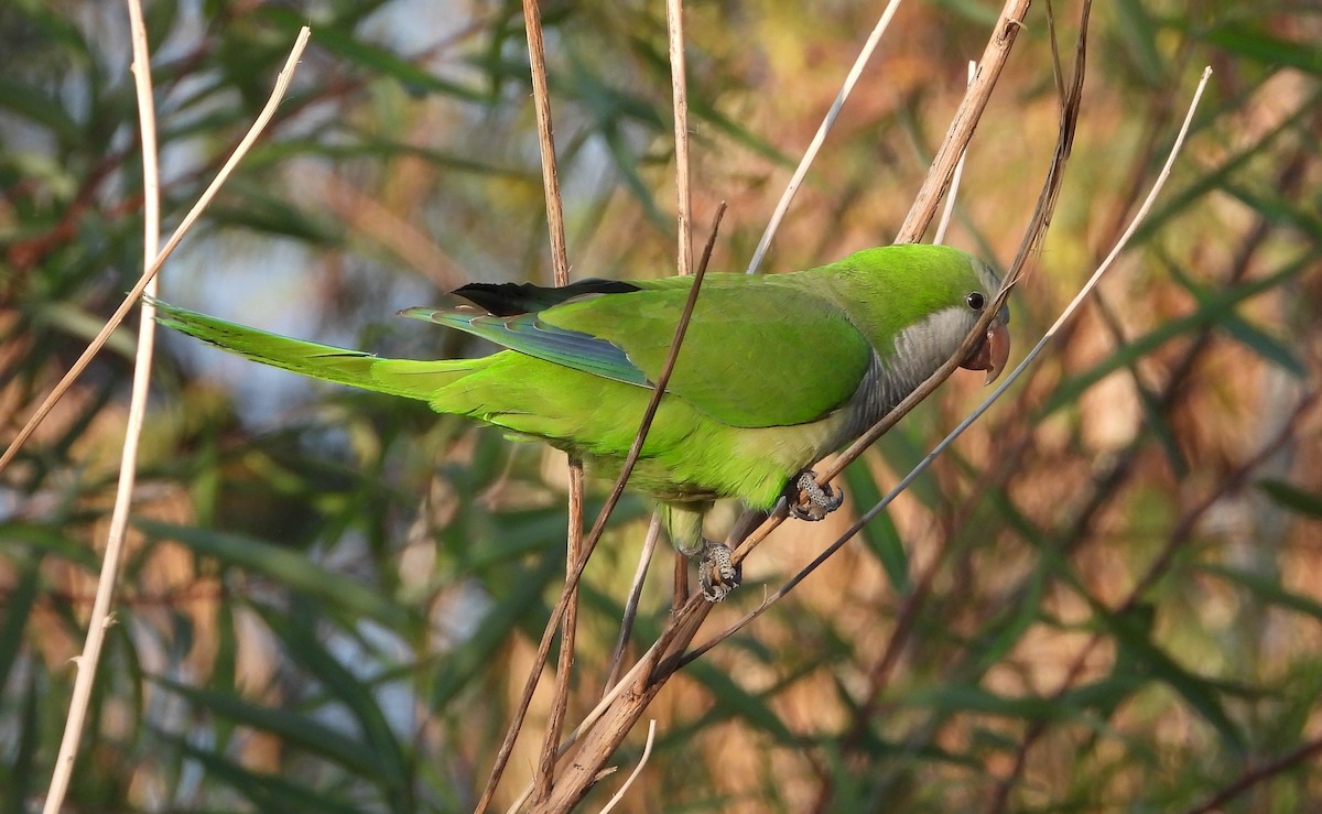 munkeparakitt - ML633023175