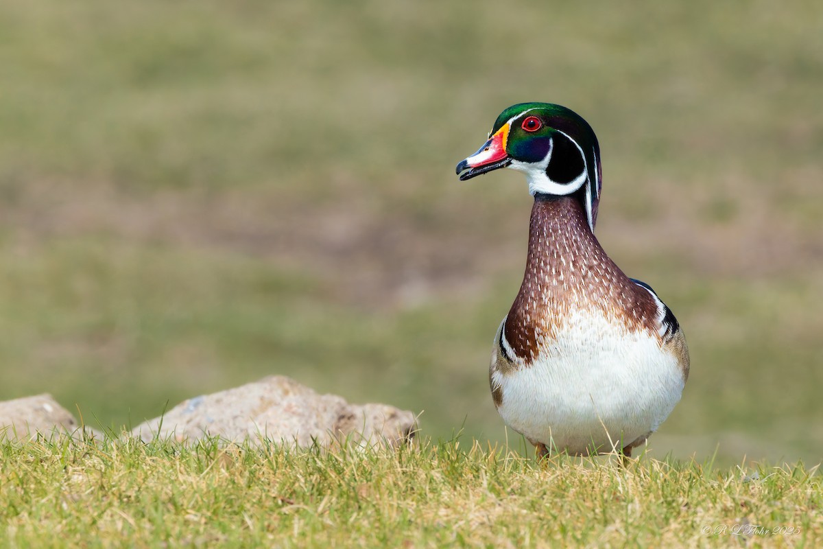 Wood Duck - ML633023291