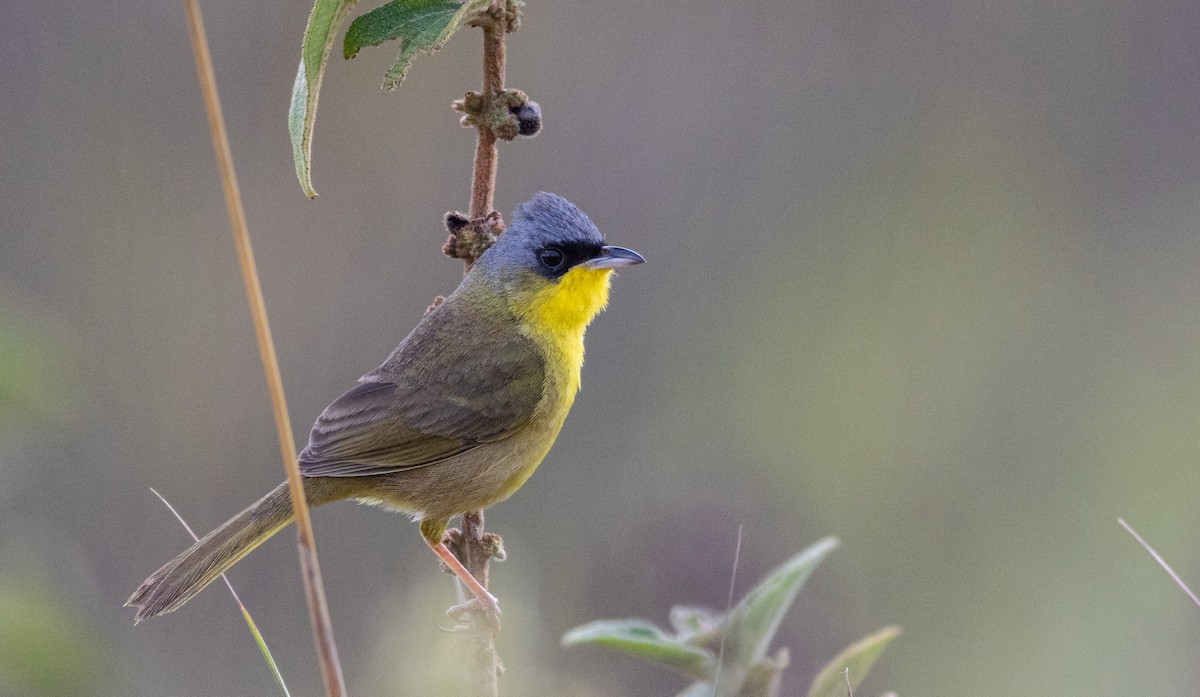 Gray-crowned Yellowthroat - Mészáros József