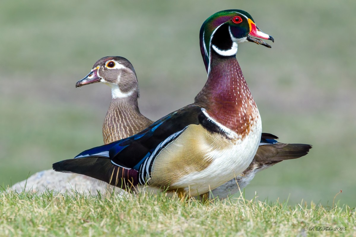 Wood Duck - ML633023396