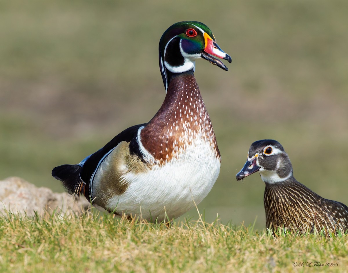 Wood Duck - ML633023397