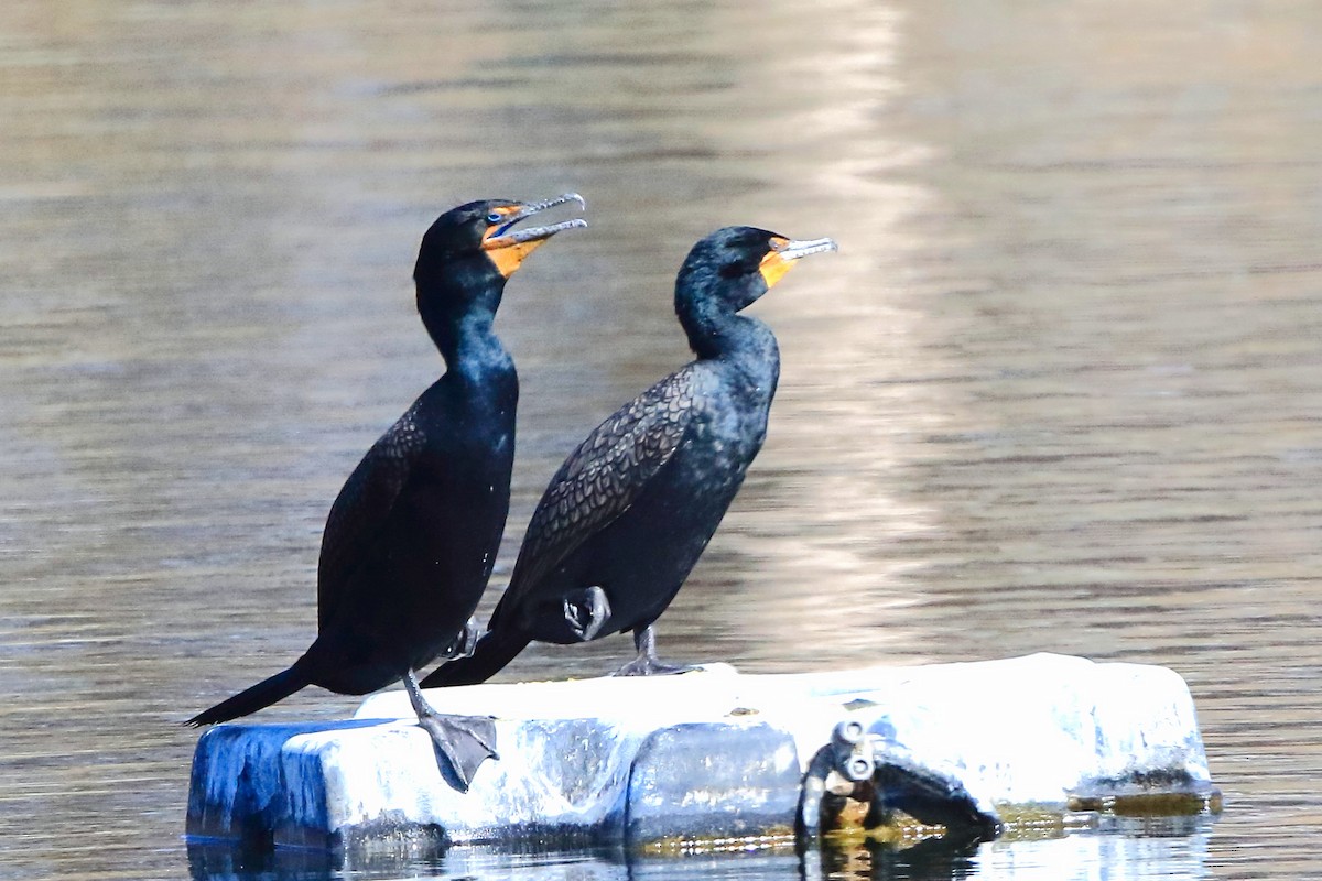 Double-crested Cormorant - ML633023411