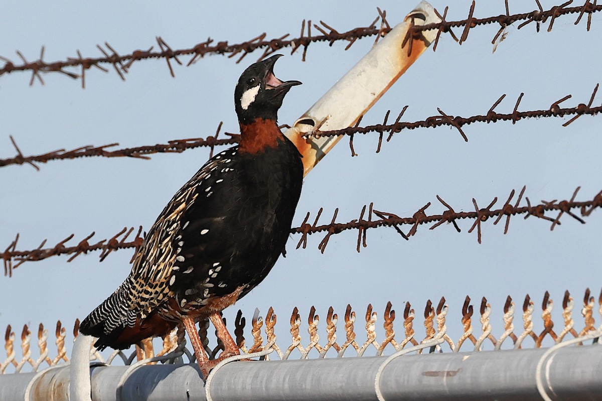Black Francolin (Eastern) - ML633023418