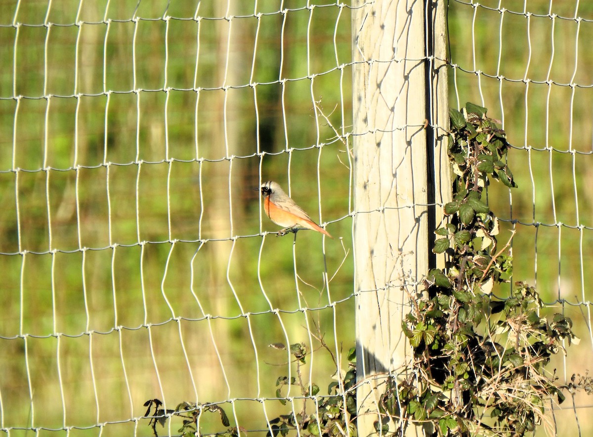 Common Redstart - ML633023438